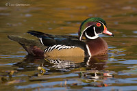 Photo - Wood Duck