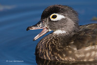 Photo - Canard branchu