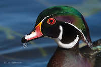 Photo - Wood Duck