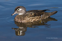 Photo - Wood Duck