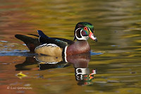 Photo - Wood Duck