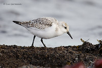 Photo - Bécasseau sanderling