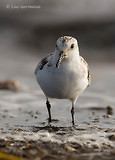 Photo - Bécasseau sanderling