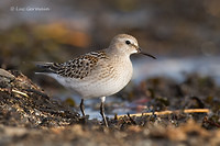 Photo - White-rumped Sandpiper