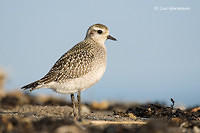 Photo - American Golden-Plover