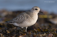 Photo - Black-bellied Plover