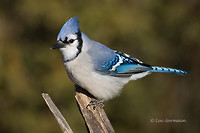 Photo - Blue Jay