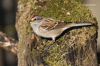 Photo - American Tree Sparrow