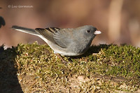 Photo - Junco ardoisé