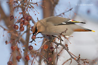 Photo - Bohemian Waxwing