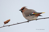 Photo - Bohemian Waxwing