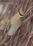 Photo - Bohemian Waxwing