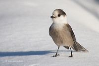 Photo - Mésangeai du Canada