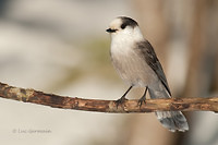 Photo - Mésangeai du Canada