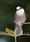 Photo - Gray Jay