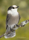 Photo - Mésangeai du Canada