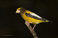 Photo - Evening Grosbeak