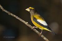 Photo - Evening Grosbeak