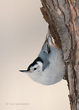 Photo - White-breasted Nuthatch