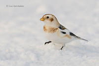 Photo - Plectrophane des neiges