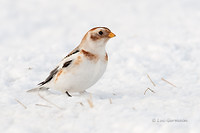 Photo - Plectrophane des neiges