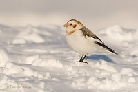 Photo - Snow Bunting