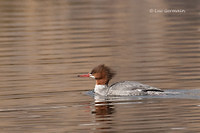 Photo - Common Merganser