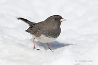 Photo - Junco ardoisé