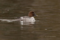 Photo - Garrot à oeil d'or