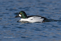 Photo - Common Goldeneye