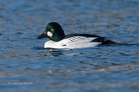 Photo - Common Goldeneye