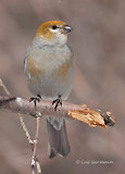 Photo - Pine Grosbeak