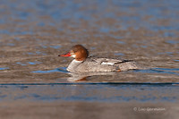 Photo - Common Merganser