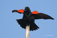 Photo - Red-winged Blackbird