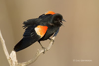 Photo - Red-winged Blackbird