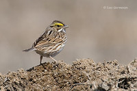 Photo - Bruant des prés