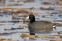 Photo - American Coot