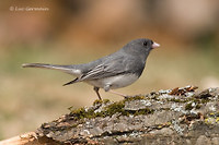 Photo - Junco ardoisé