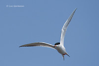 Photo - Forster's Tern