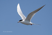 Photo - Forster's Tern