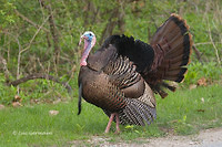 Photo - Wild Turkey