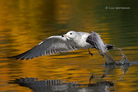 Photo - Ring-billed Gull