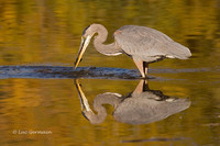 Photo - Great Blue Heron