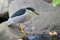 Photo - Black-crowned Night-Heron