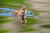 Photo - Canard noir