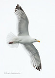 Photo - Herring Gull