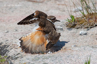 Photo - Killdeer