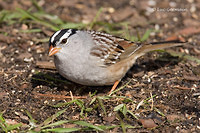 Photo - White-crowned Sparrow