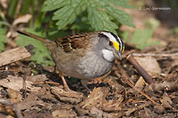 Photo - Bruant à gorge blanche