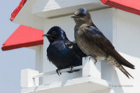 Photo - Purple Martin